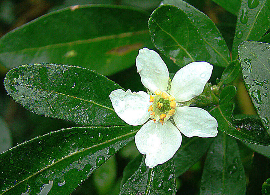 Image of Mexican Orange Blossom