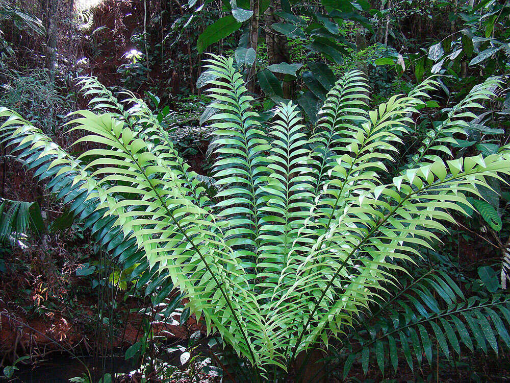 Image de Zamia neurophyllidia D. W. Stev.