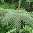 Cyathea delgadii Pohl ex Sternb.的圖片