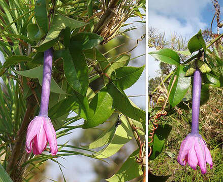 Image of Passiflora roseorum Killip