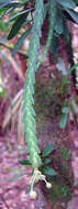 Image of Lockhartia acuta (Lindl.) Rchb. fil.