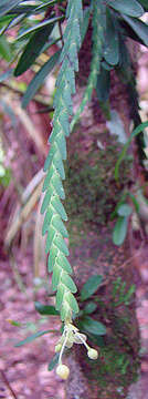 Image of Lockhartia acuta (Lindl.) Rchb. fil.
