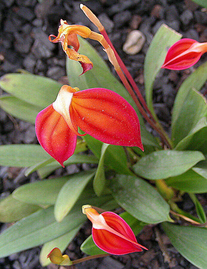 Image de Masdevallia ignea Rchb. fil.