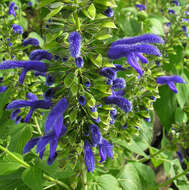 Image of Salvia mexicana L.