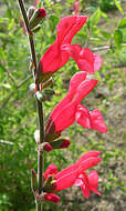 Imagem de Salvia fulgens Cav.