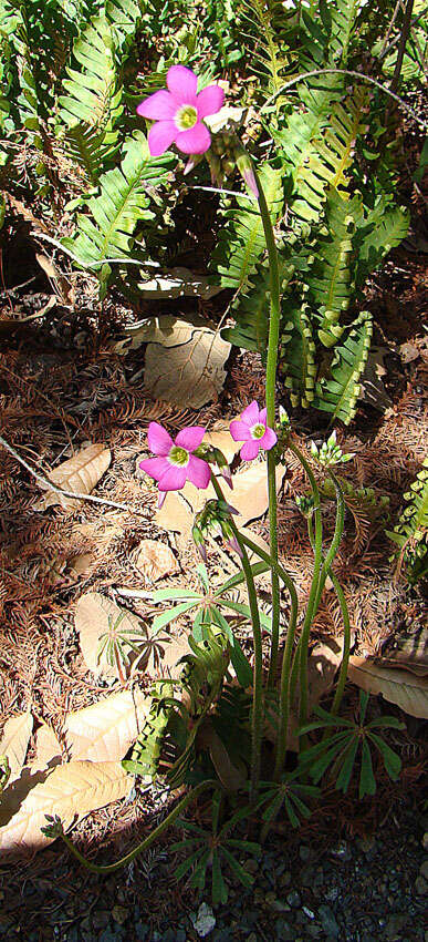 Image de Oxalis magnifica (Rose) Knuth