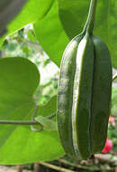 Image de Aristolochia ringens Vahl