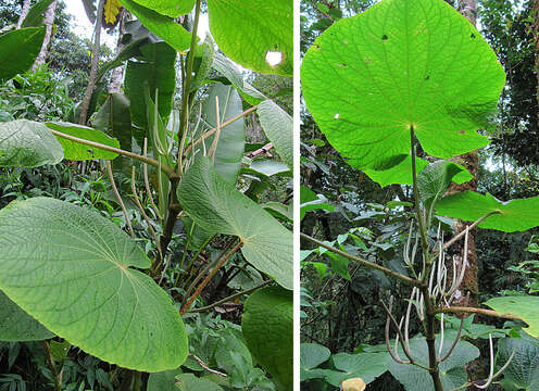 Слика од Piper umbellatum L.