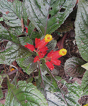 Image of squarestem