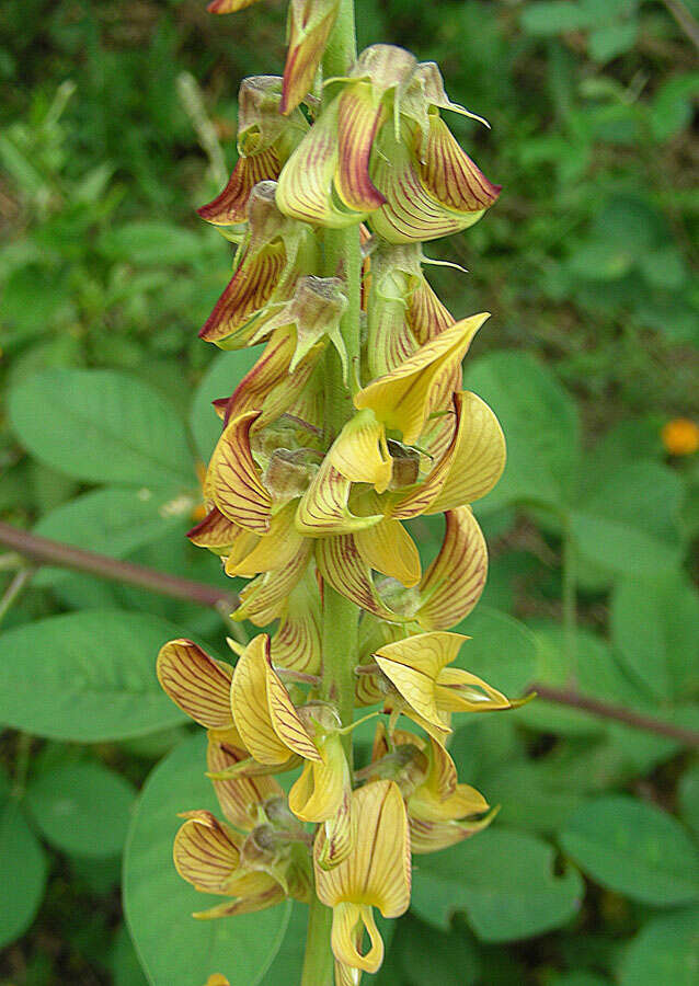 Image of smooth rattlebox