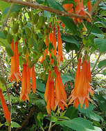 Image of Fuchsia corymbiflora Ruiz & Pav.