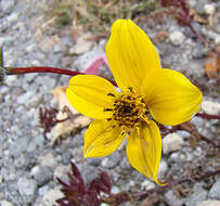 Bidens triplinervia Kunth的圖片