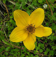 Bidens triplinervia Kunth的圖片