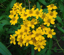 Tagetes nelsonii Greenm. resmi