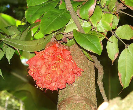 Image de Brownea grandiceps Jacq.