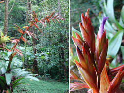 Image of Tillandsia leiboldiana Schltdl.