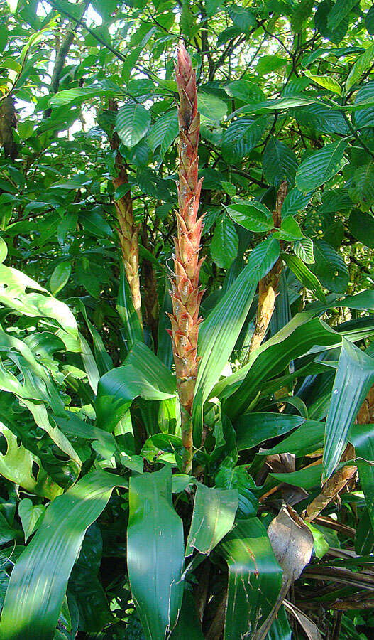 Image of Pitcairnia imbricata (Brongn.) Regel
