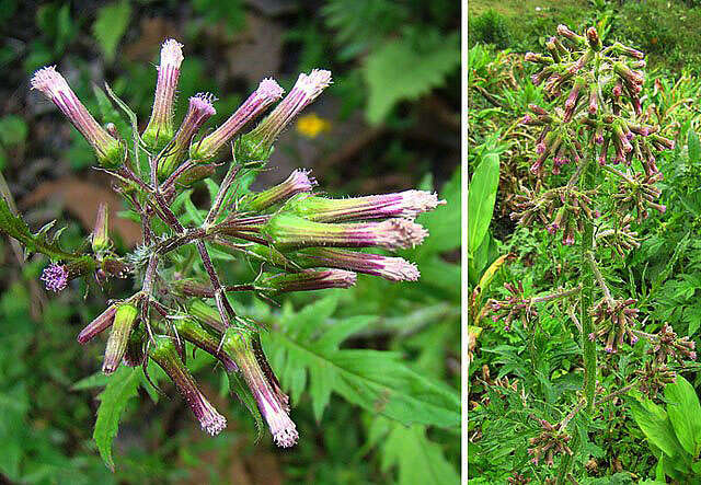 صورة Erechtites valerianifolius (Wolf ex Rchb.) DC.