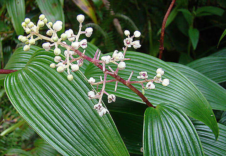 Image de Maianthemum paniculatum (M. Martens & Galeotti) La Frankie