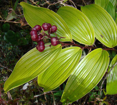 Image de Maianthemum paniculatum (M. Martens & Galeotti) La Frankie