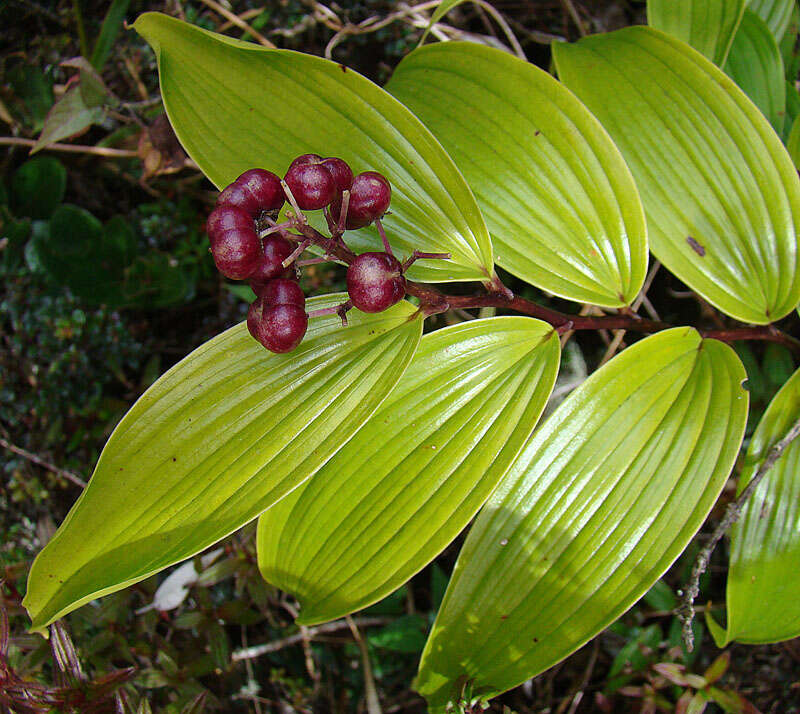 Image of Maianthemum paniculatum (M. Martens & Galeotti) La Frankie