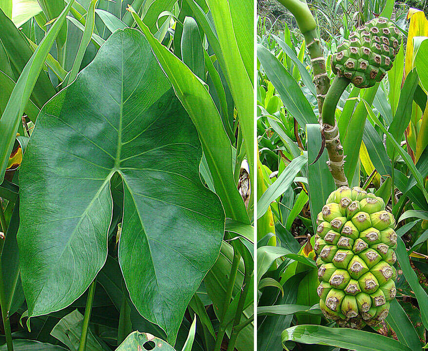 Image de Montrichardia arborescens (L.) Schott