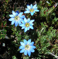 صورة Gentiana prostrata Haenke