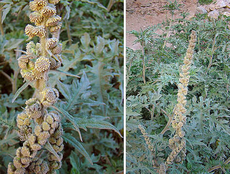 Image of Ambrosia arborescens Mill.