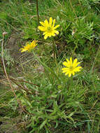 Image of Ranunculus peduncularis Sm.