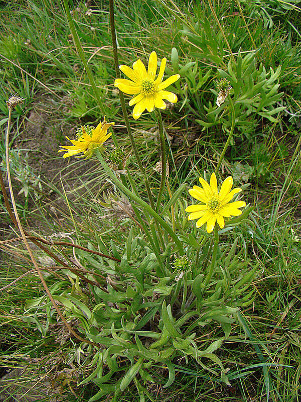 Image of Ranunculus peduncularis Sm.