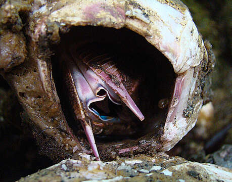 Image of giant barnacle