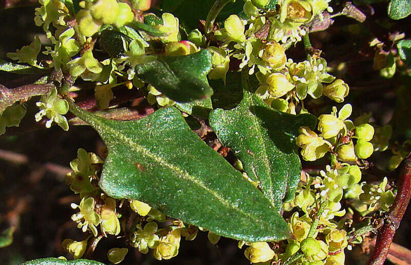 Image of Wirevine