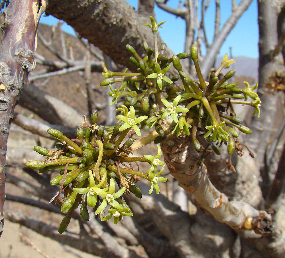 Image of Vasconcellea candicans (A. Gray) A. DC.