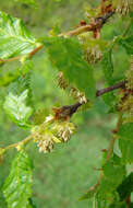 Image of roble beech