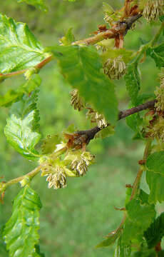 Image de Nothofagus obliqua (Mirb.) Oerst.