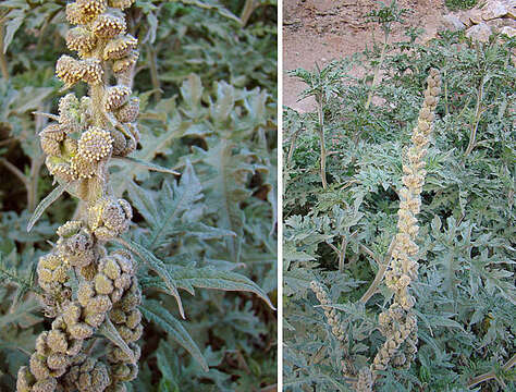 Image of Ambrosia arborescens Mill.