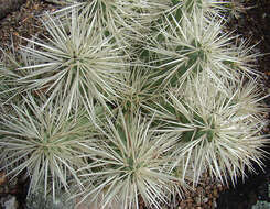 Image of thistle cholla