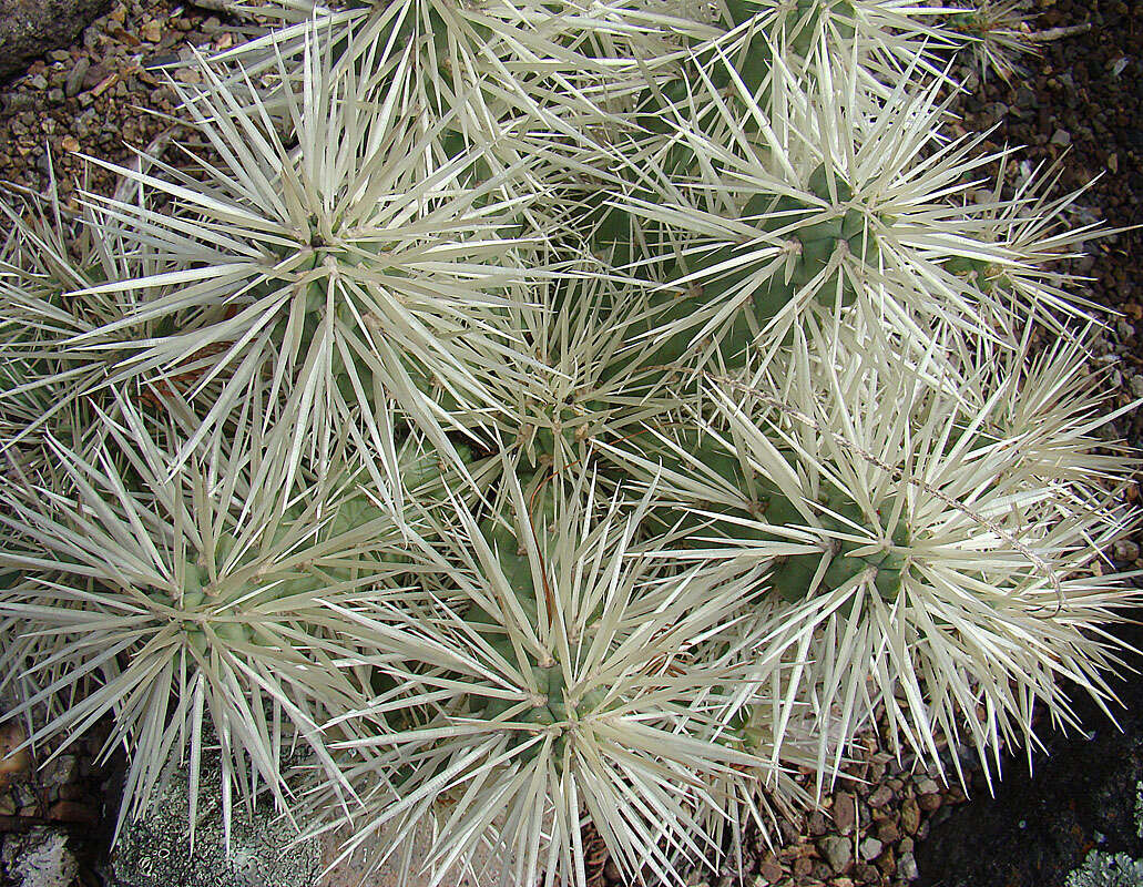 Image of thistle cholla