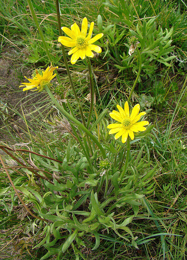 Image of Ranunculus peduncularis Sm.