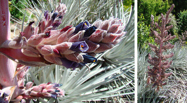 Image of Puya ferruginea (Ruiz & Pav.) L. B. Sm.