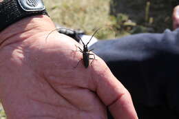 Image of White-spotted Sawyer