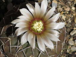 Image of <i>Gymnocalycium quehlianum</i>