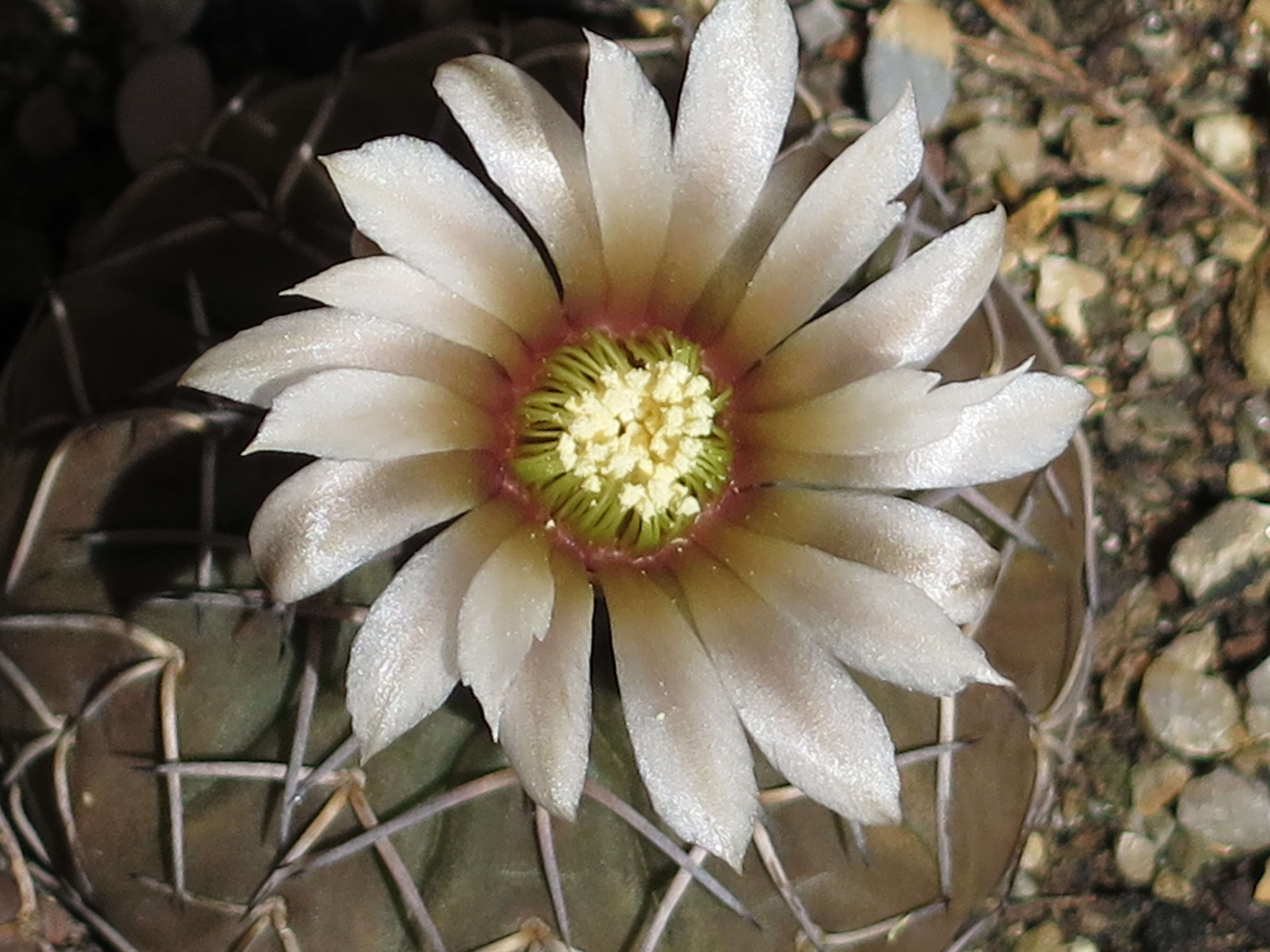 Imagem de <i>Gymnocalycium quehlianum</i>