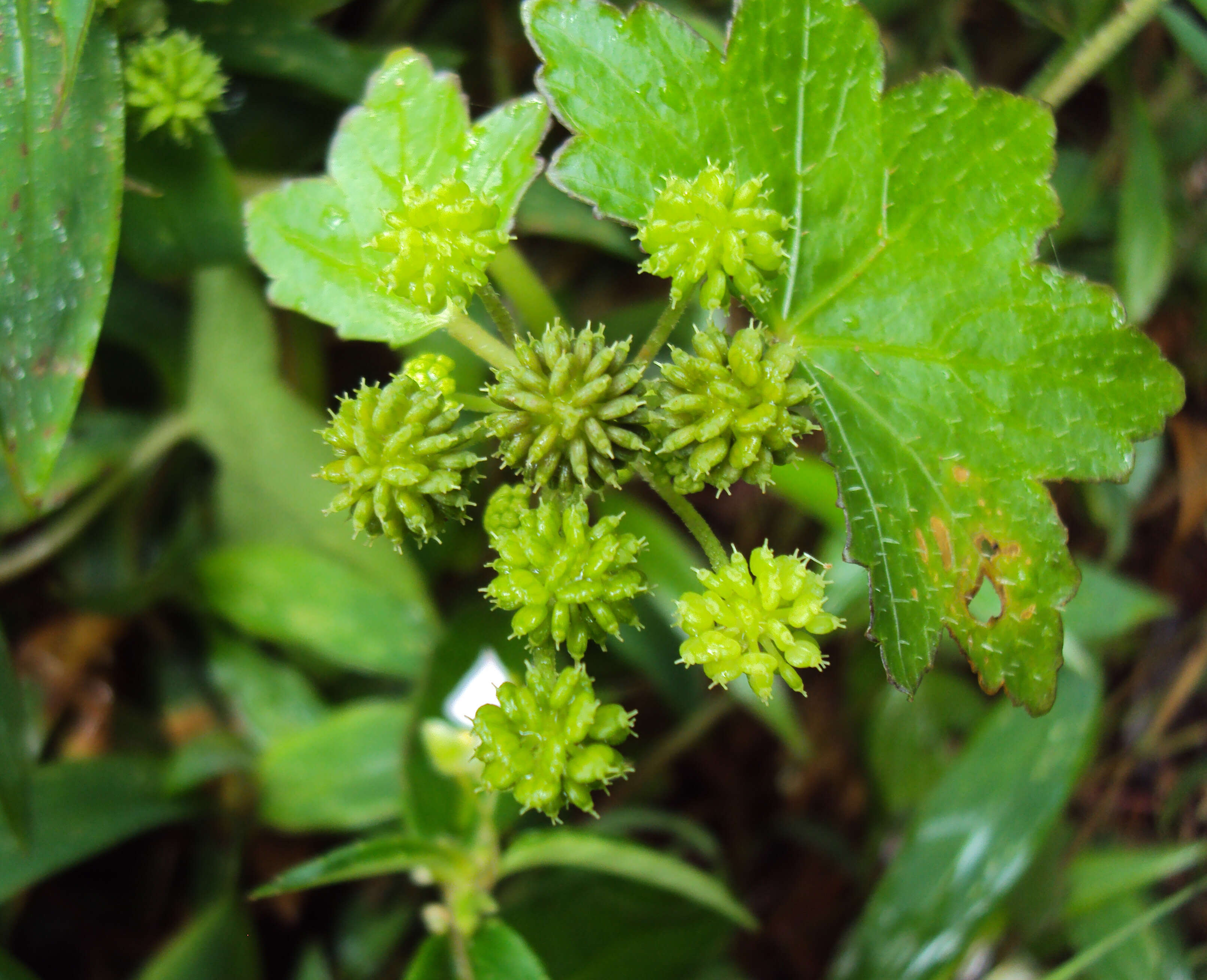 Image of Hydrocotyle javanica Thunb.