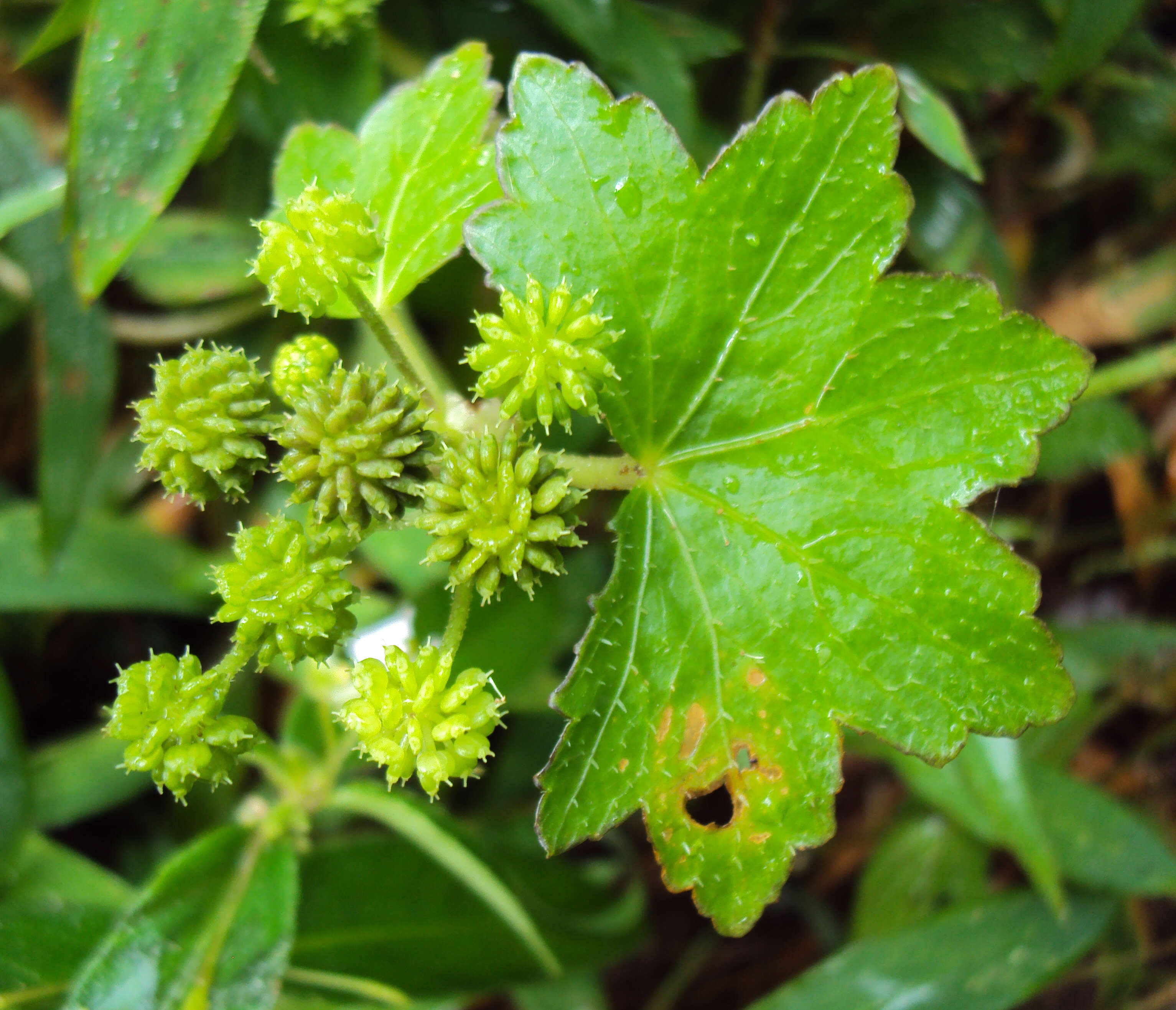 Image of Hydrocotyle javanica Thunb.