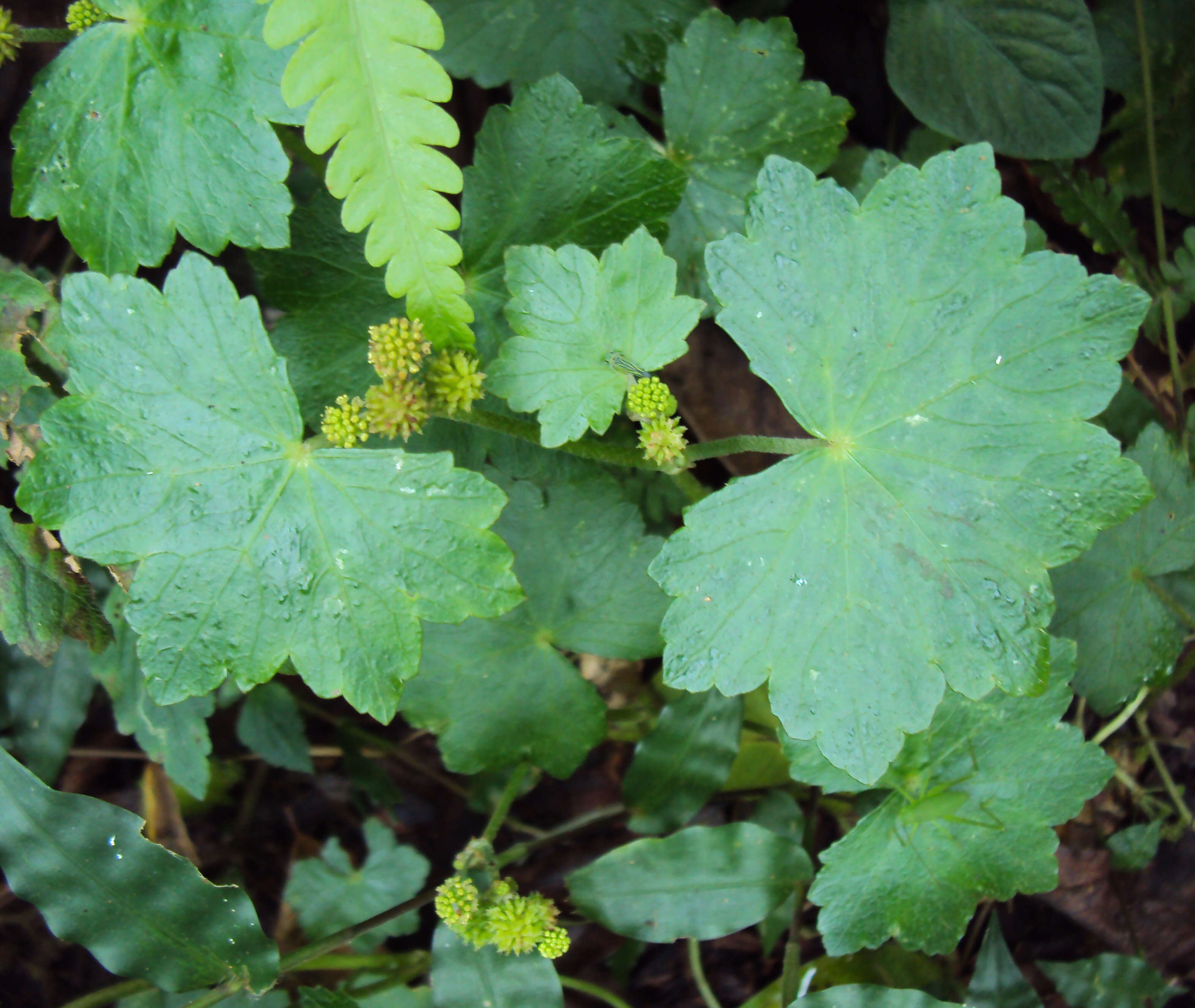 Image of Hydrocotyle javanica Thunb.