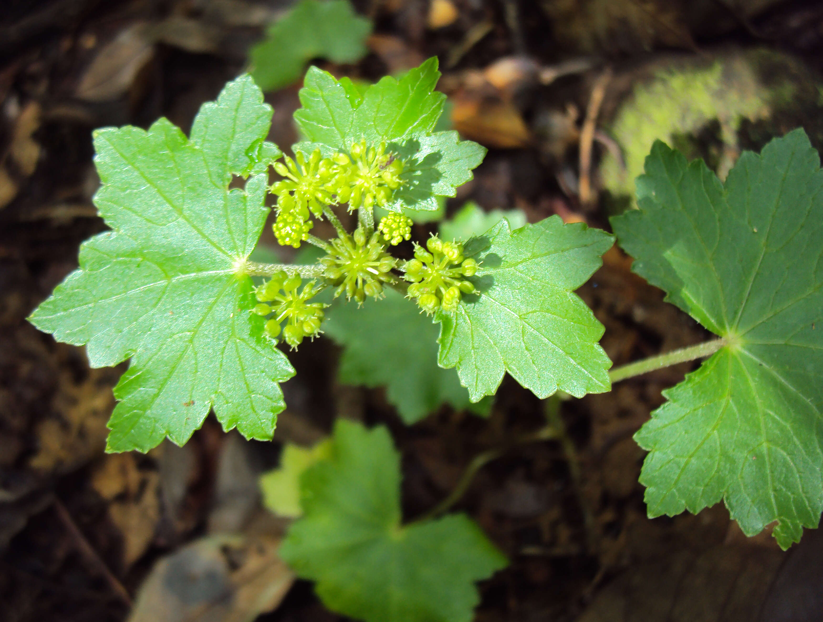 Image of Hydrocotyle javanica Thunb.