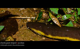 Image of Chorla Giant Striped Caecilian