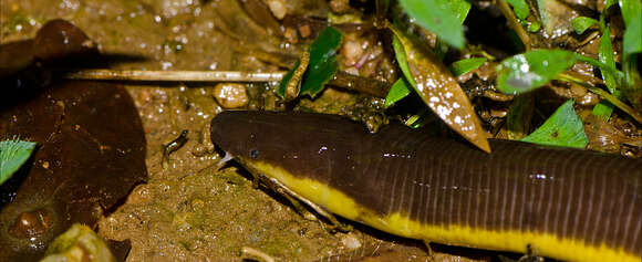 Image of Chorla Giant Striped Caecilian