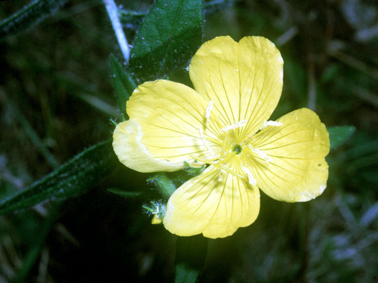 Image of Prairie sundrops